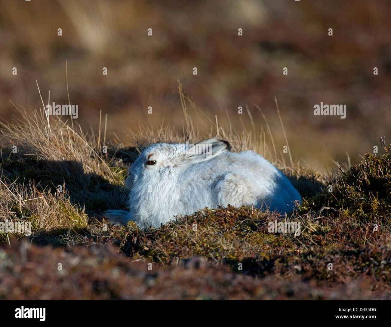 Eine schottische Blue Mountain Hase Lepus Timidus Scoticus in seiner weißen Wintermantel.  SCO 8987 Stockfoto