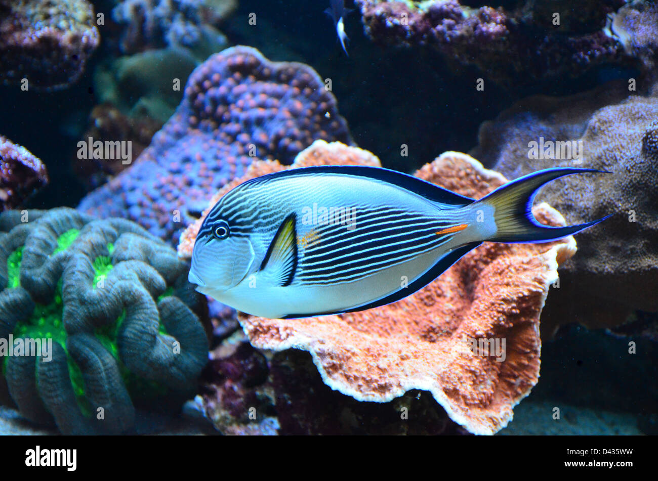 Tropischen Korallenriff Fische im aquarium Stockfoto