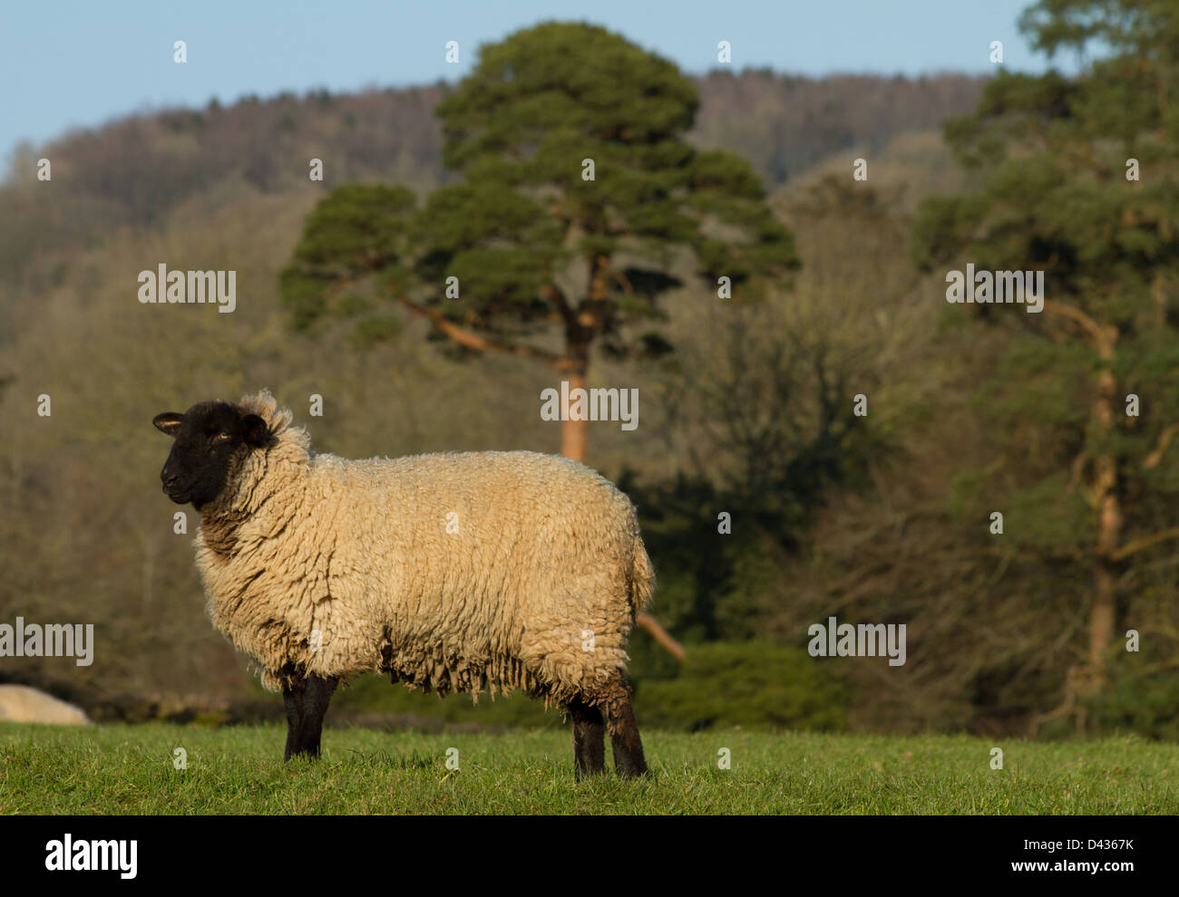 Schwanger Ewe in einem Bauernhof-Feld in Somerset Stockfoto