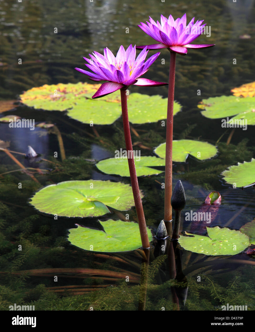 Singapur blumen Fotos und Bildmaterial in hoher Auflösung Alamy