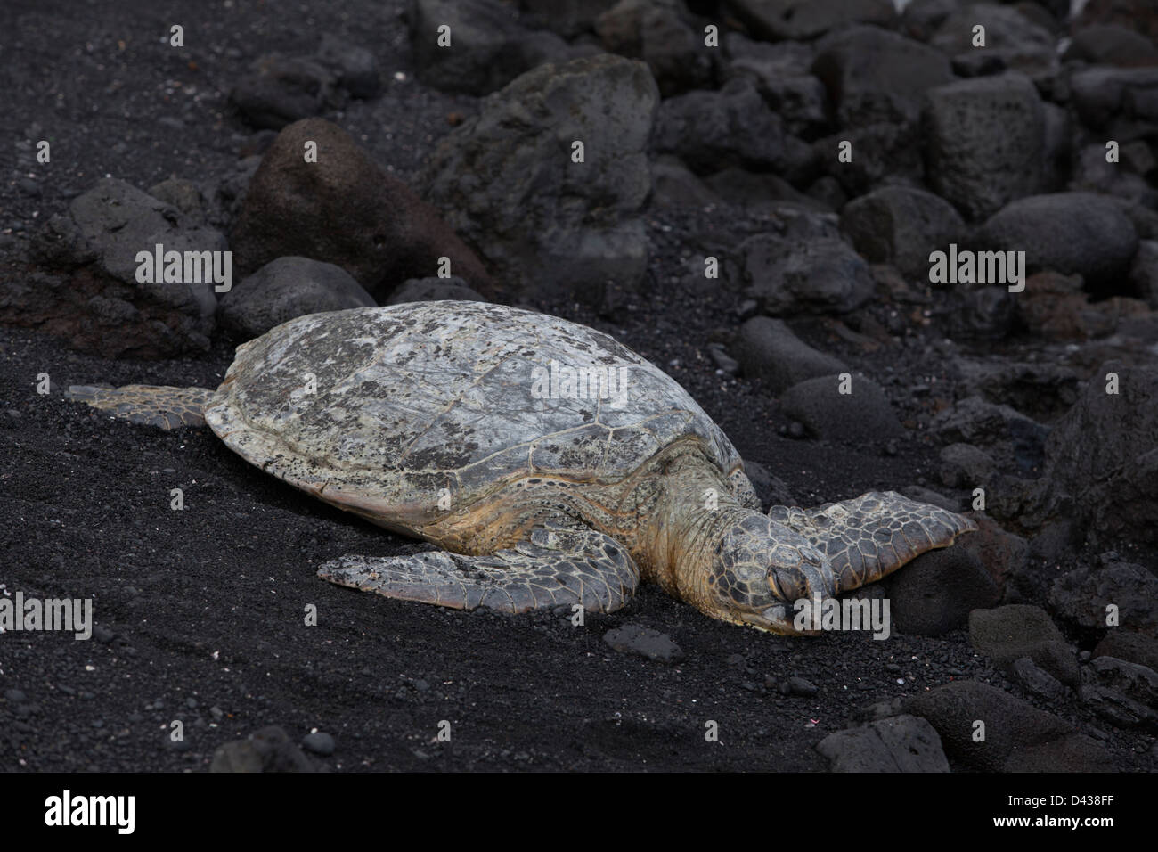 Eine Schildkröte am Black Sand Beach, big Island, Hawaii, USA Stockfoto