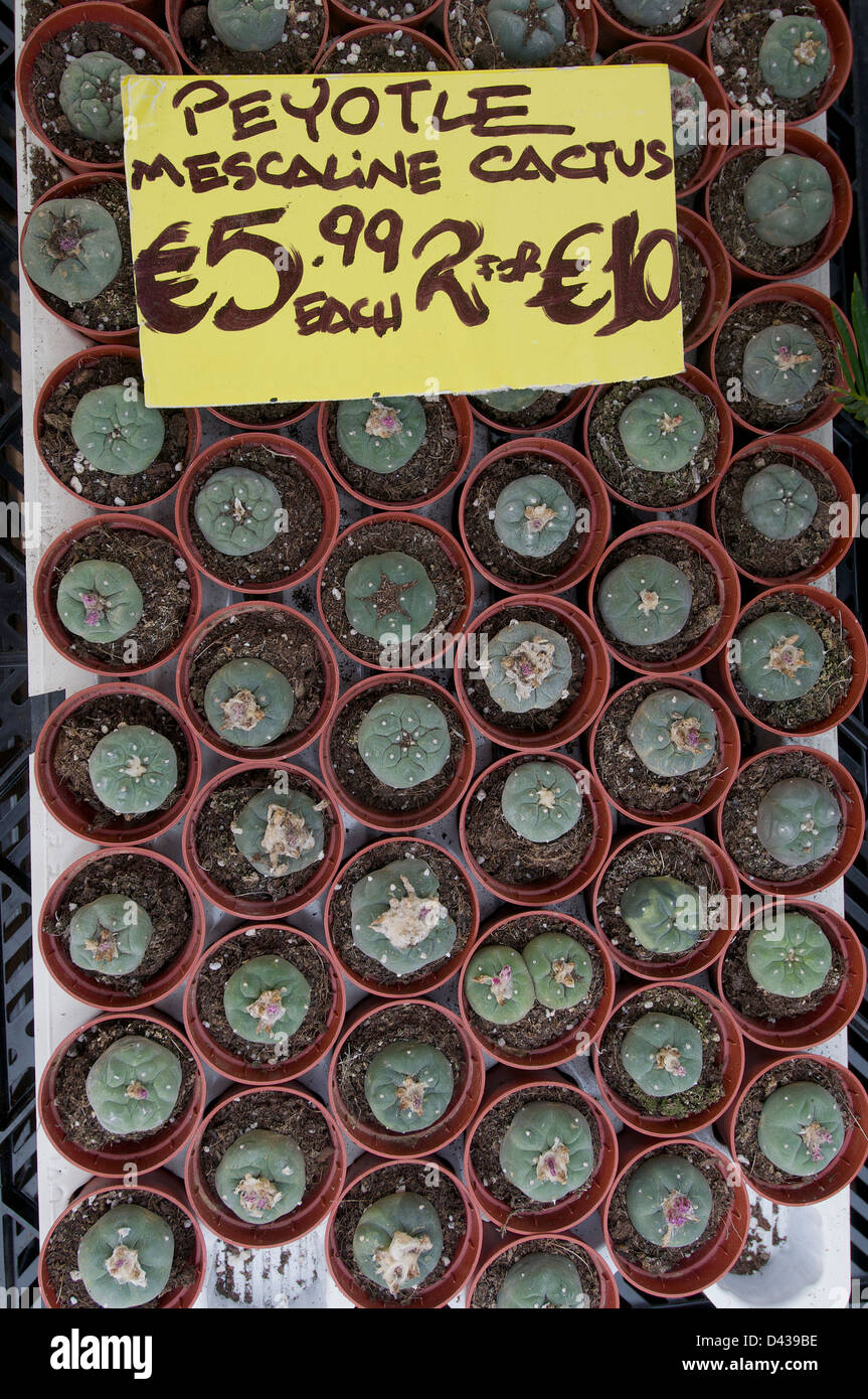 Lophophora Kakteen, eine Quelle der psychoaktive Droge Meskalin, auf den Verkauf in einem Pflanzenmarkt in Amsterdam, Niederlande Stockfoto
