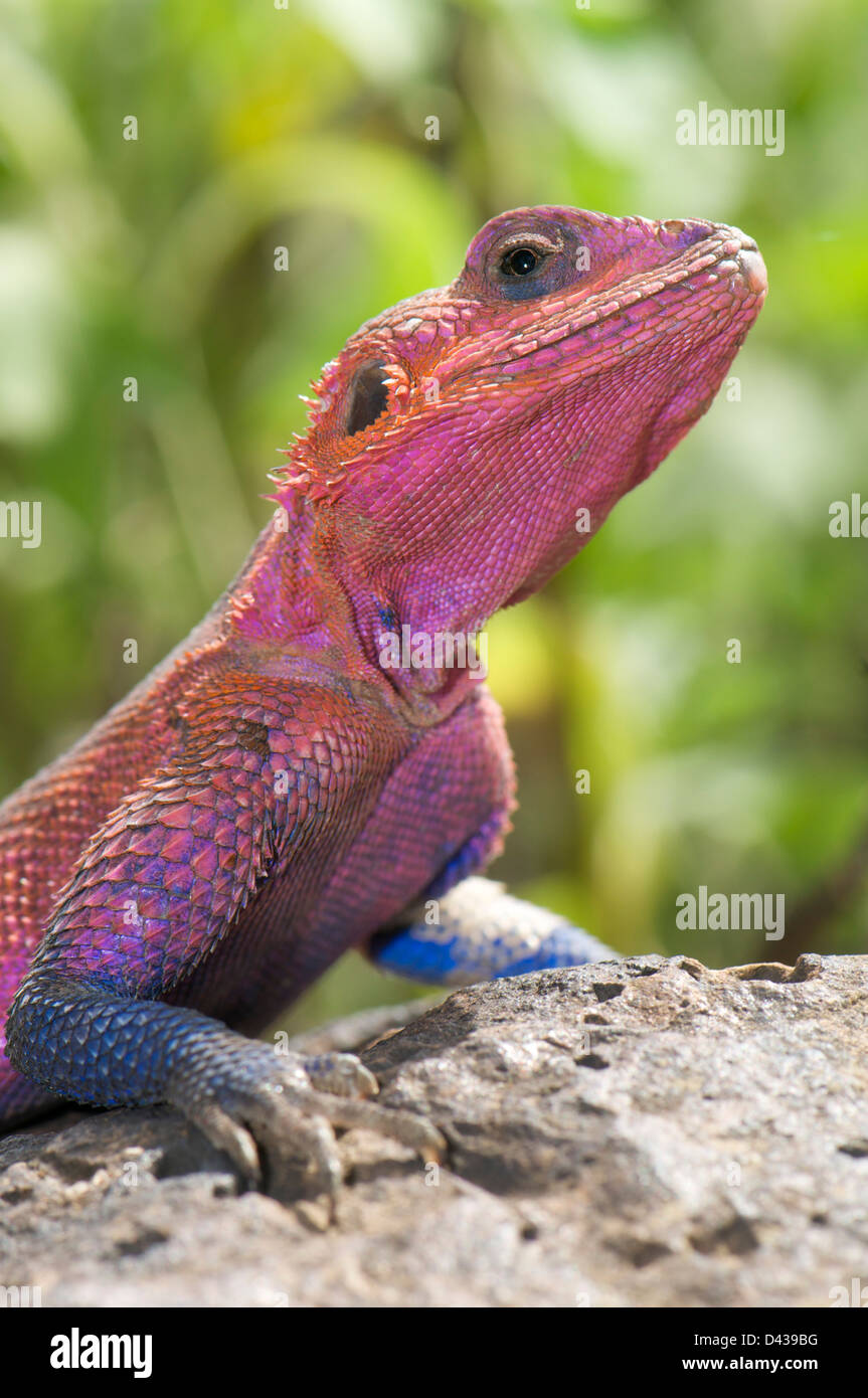 Männliche gemeinsame Agama Eidechse (Agama Agama) Zucht Färbung anzeigen Stockfoto