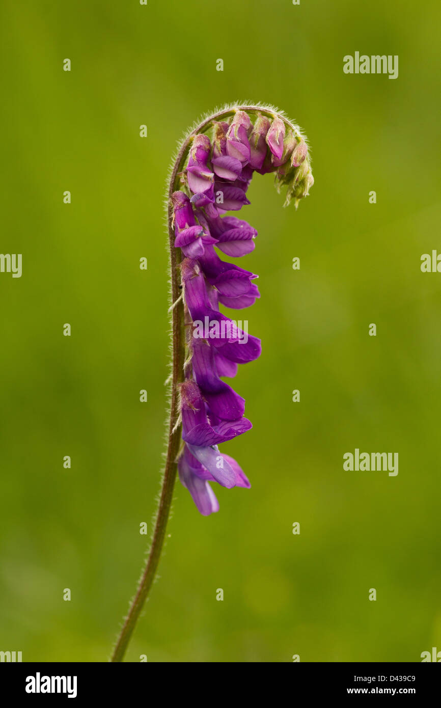 Eine Blume Vicia Tenuifolia mit grünem Hintergrund Stockfoto