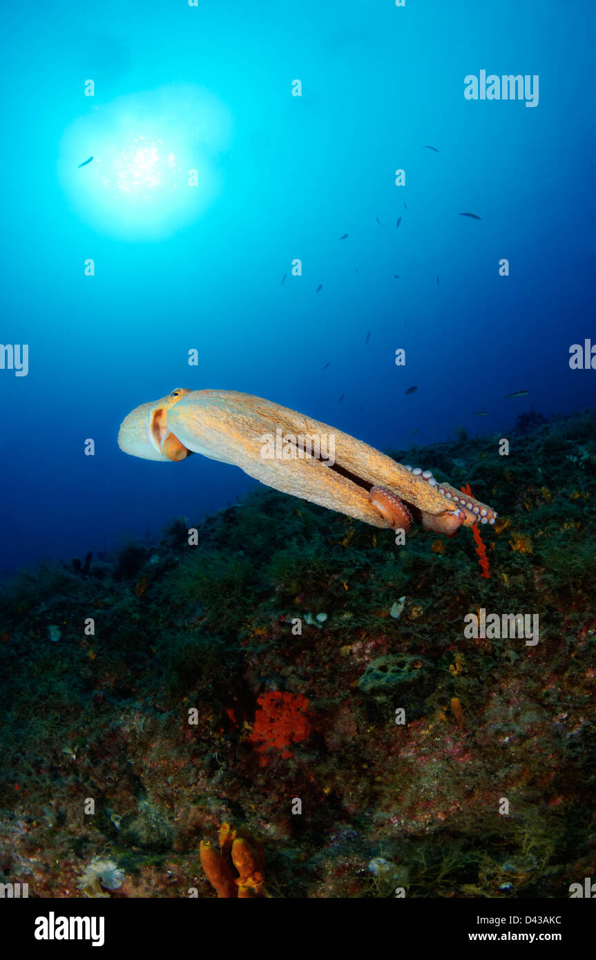 Octopus Vulgaris, gemeinsame Octopus, Kroatien, Mittelmeer, Kornati Nationalpark Stockfoto