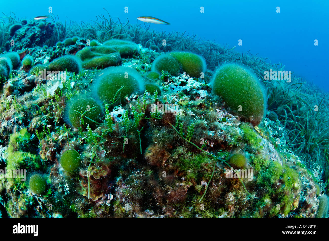 Caulerpa Racemosa Andcodium Bursa, grobe Seagrape und grüne Schwammkugel, Kroatien, Mittelmeer, Nationalpark Kornati Stockfoto