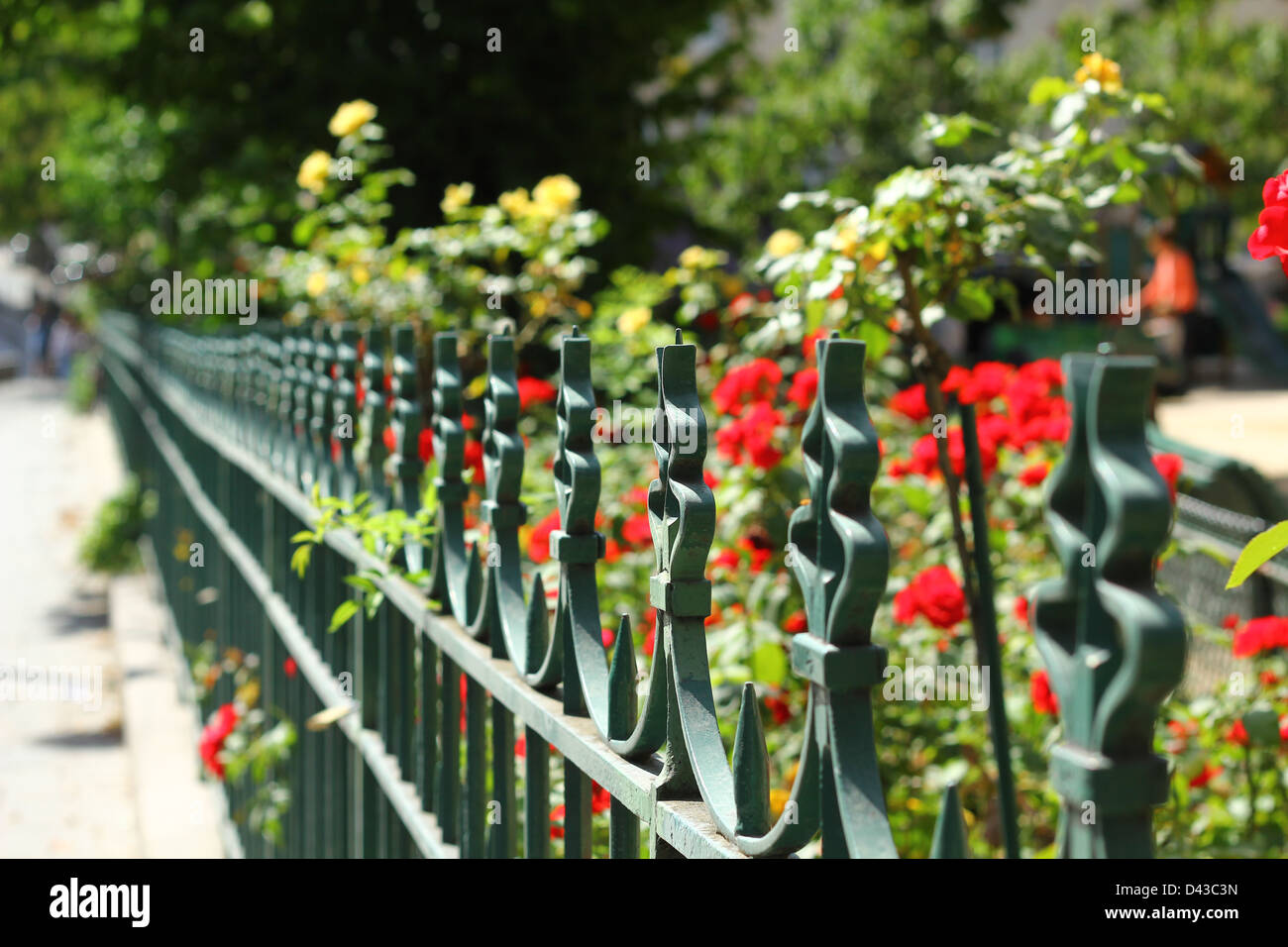 Garten aus roten und gelben Rosen von der Straße durch den grünen Eisenzaun getrennt. Selektiven Fokus Stockfoto