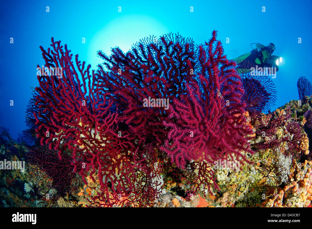 Paramuricea Clavata, rot oder lila große Gorgonien und Scuba Diver, Kroatien, Mittelmeer, Nationalpark Kornati Stockfoto