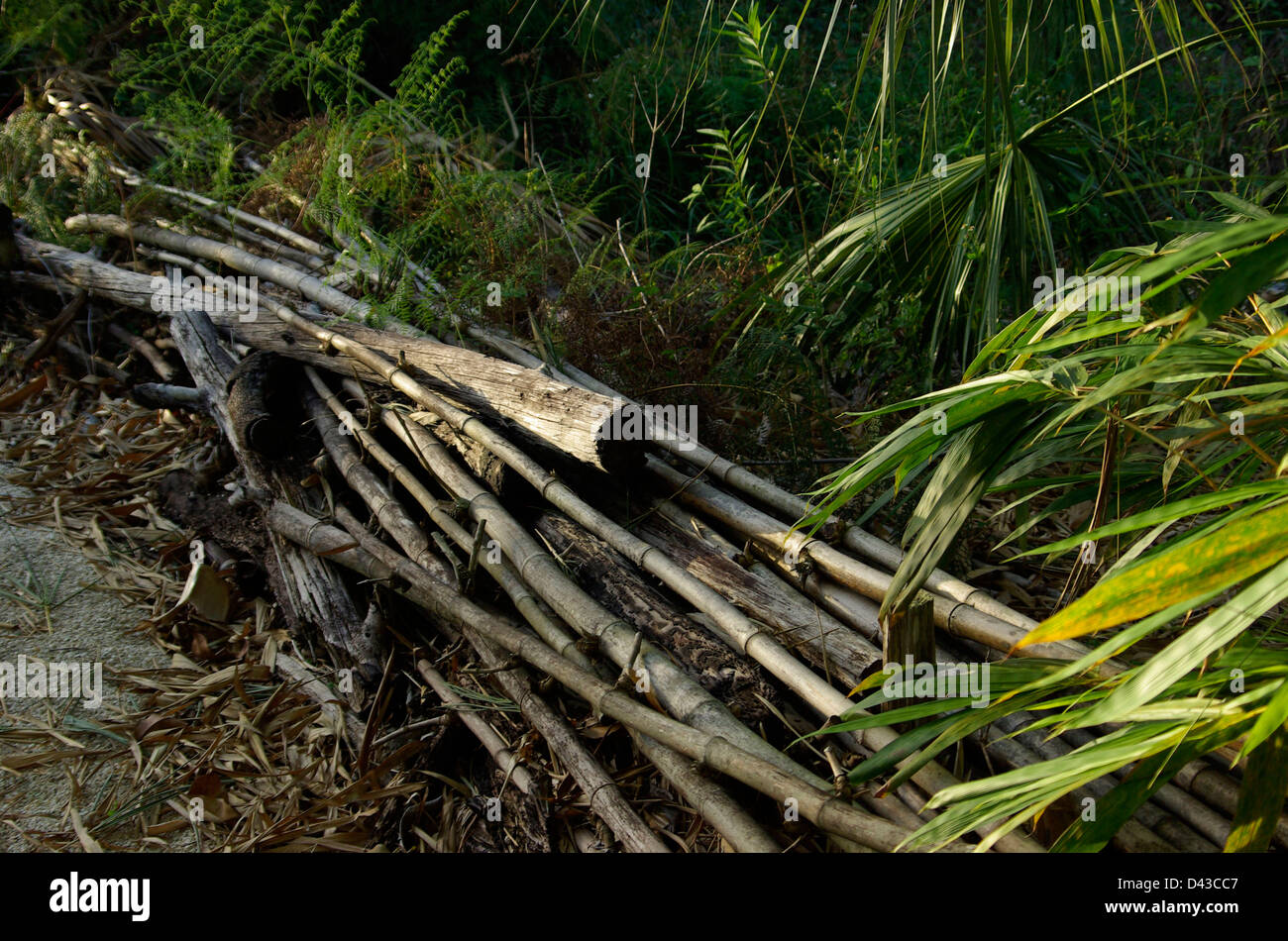 Toter bambus -Fotos und -Bildmaterial in hoher Auflsung  Alamy