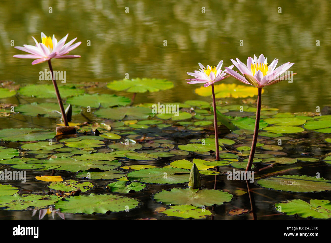 Three lilies Fotos und Bildmaterial in hoher Auflösung Alamy