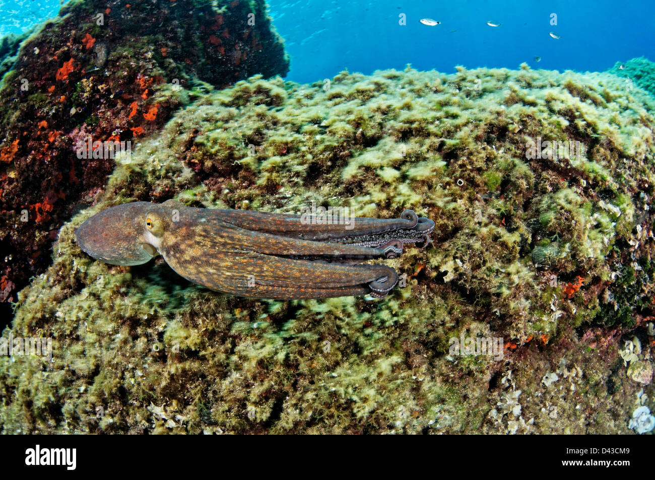 Octopus Vulgaris, gemeinsame Octopus, Kroatien, Mittelmeer, Kornati Nationalpark Stockfoto