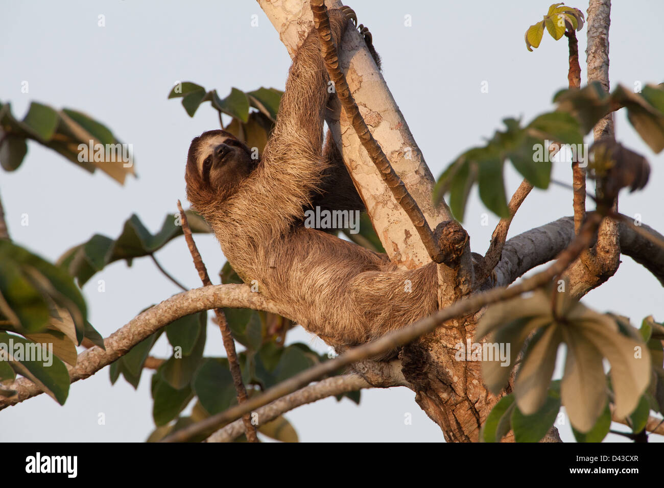 Drei-toed Sloth, Bradypus variegatus, in einem cecropia Baum neben Rio Chagres, Soberania Nationalpark, Republik Panama. Stockfoto