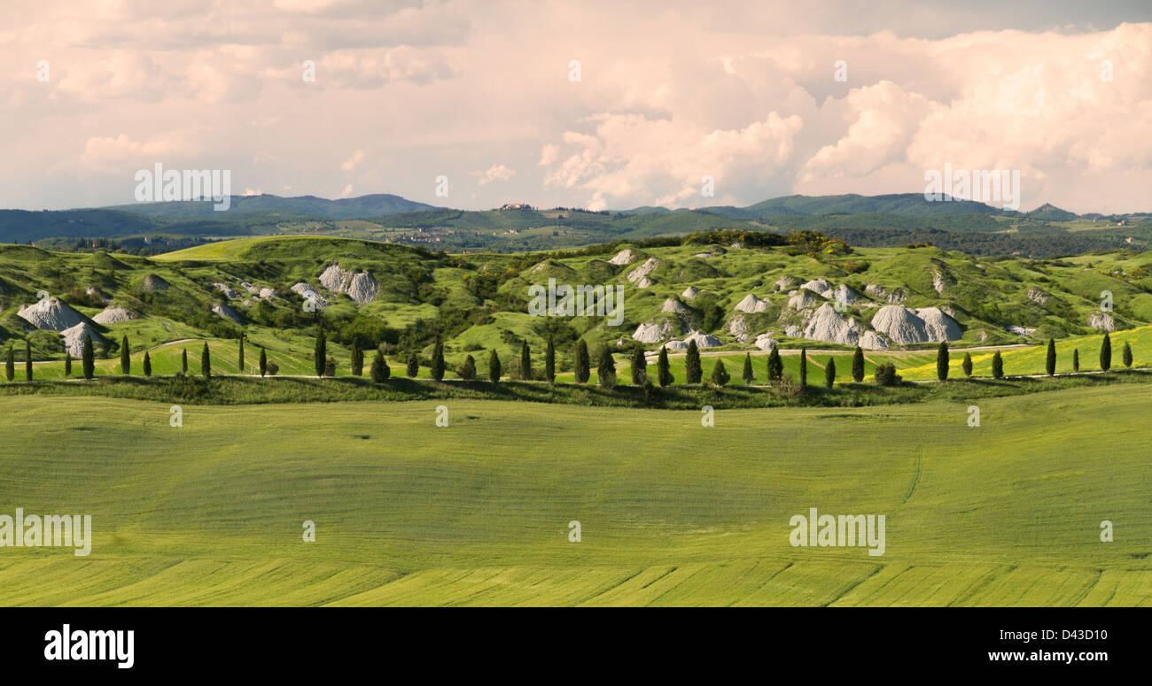 Gasse mit Zypressen in der Nähe von Siena, Crete Senesi, Toskana, Italien Stockfoto