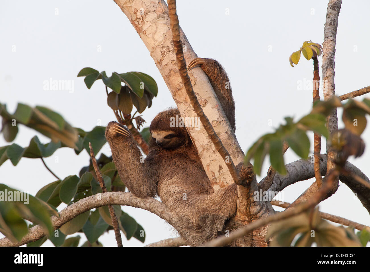 Drei-toed Sloth, Bradypus variegatus, in einem cecropia Baum neben Rio Chagres, Soberania Nationalpark, Republik Panama. Stockfoto