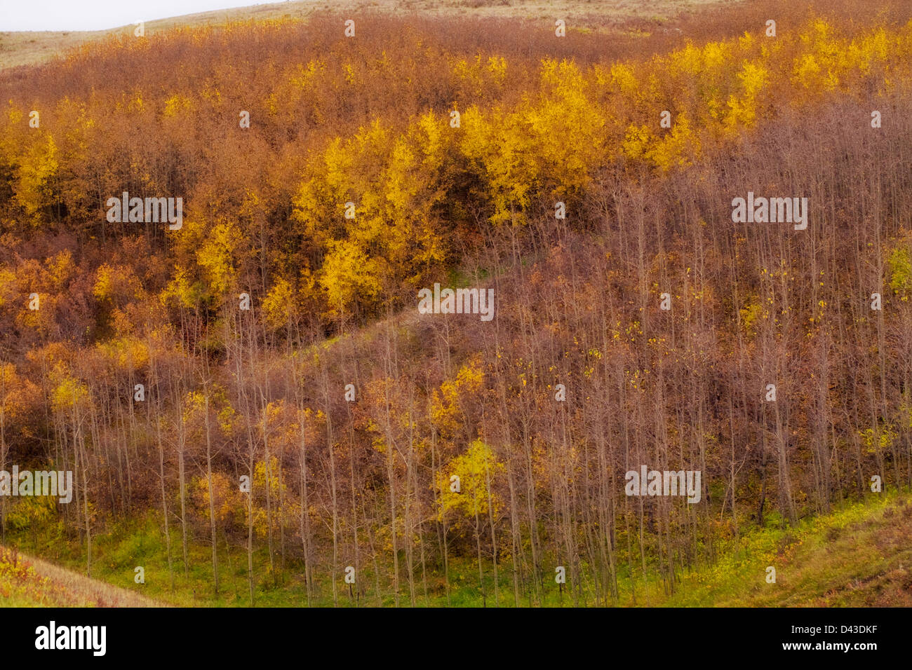 Gelbe und orangene Blätter bedecken die Bäume im Nose Hill Park im Herbst in Alberta Stockfoto
