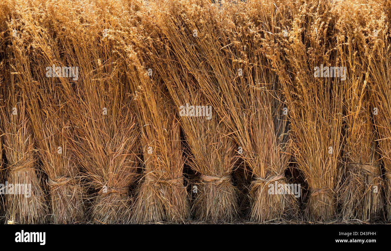 Geernteten Bündel lange getrocknetes Gras. Indien Stockfoto