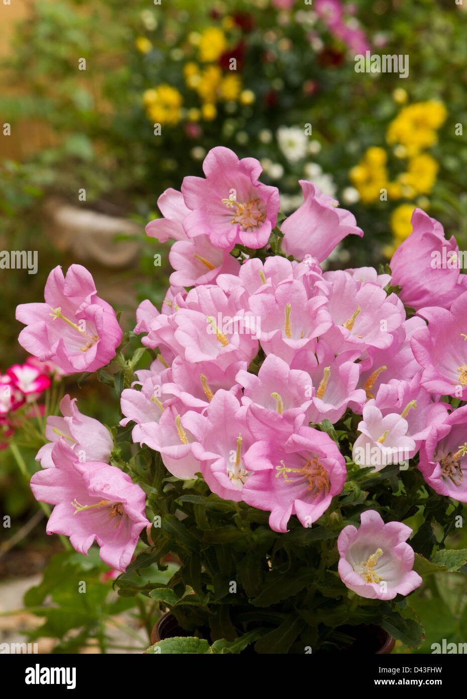Campanula-Glockenblume-Pflanze in voller Blüte Stockfoto