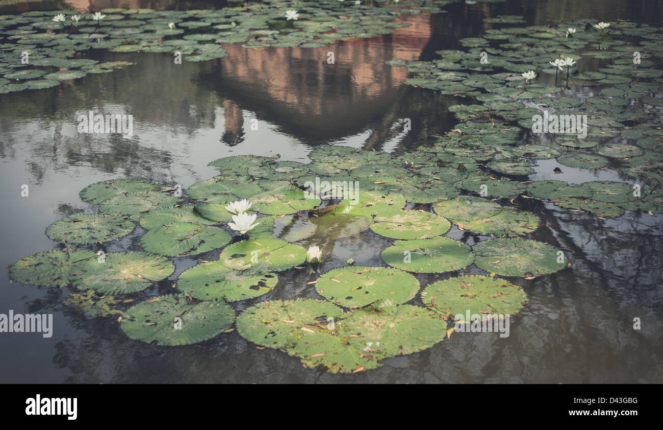 weißer Lotus im Teich mit Reflex von Haus und Baum im Wasser Prozess Foto im retro-Stil Stockfoto