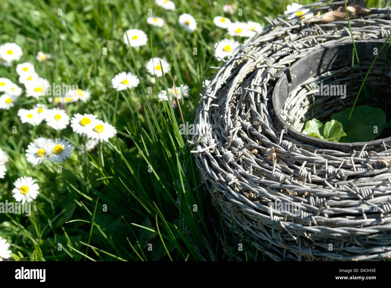 Rollen Sie aus Stacheldraht auf einer Wiese voller Gänseblümchen Blumen im Frühjahr im sonnigen Ambiente Stockfoto