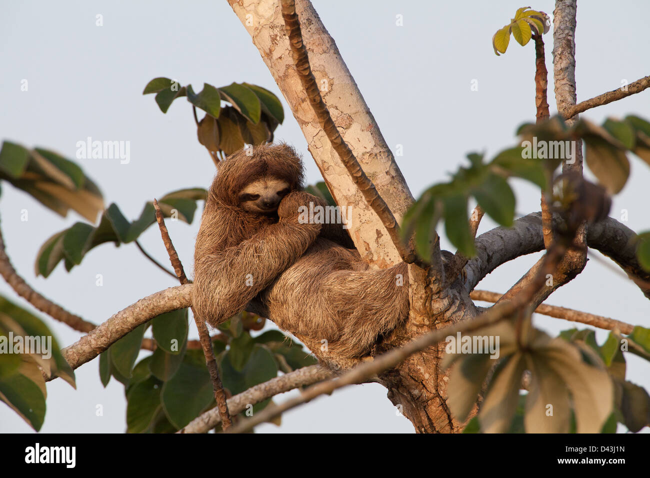 Drei-toed Sloth, Bradypus variegatus, in einem cecropia Baum neben Rio Chagres, Soberania Nationalpark, Republik Panama. Stockfoto