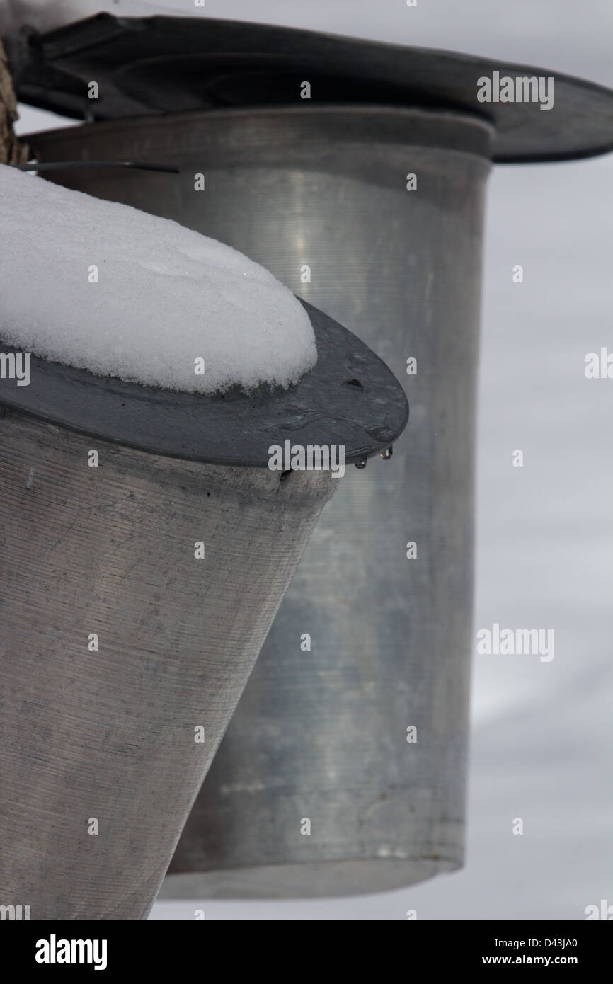 Ahornsirup SAP-Sammlung Dosen Stockfoto