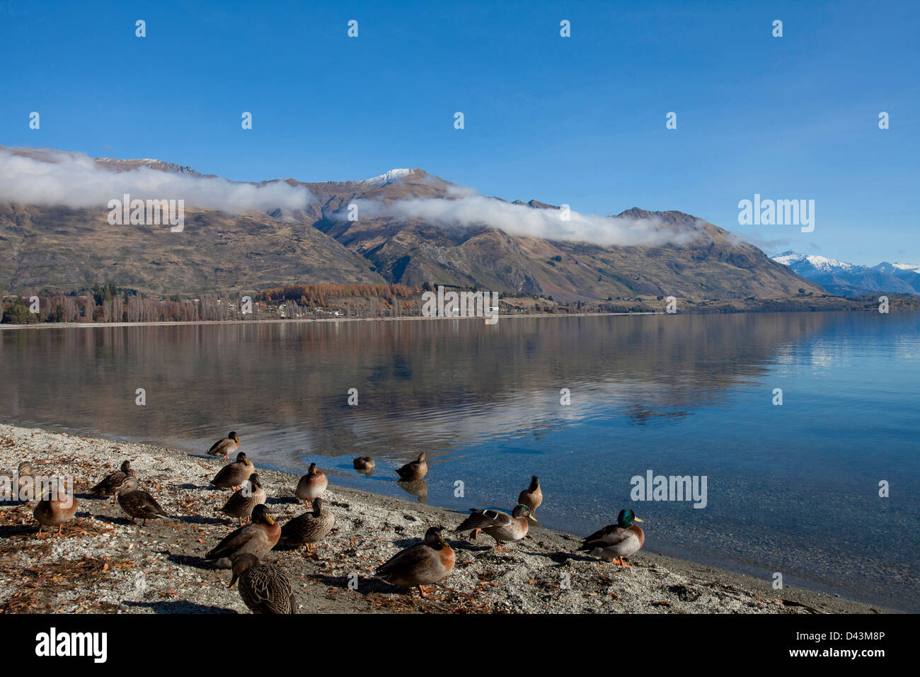 An einem sonnigen Tag am See Wanaka in Neuseeland Stockfoto