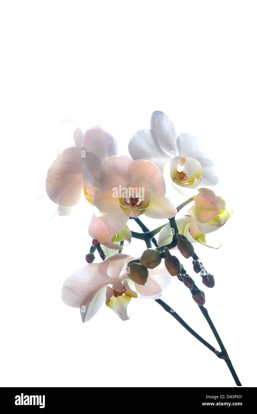 Orchidee, feine zarte Blume Stockfoto