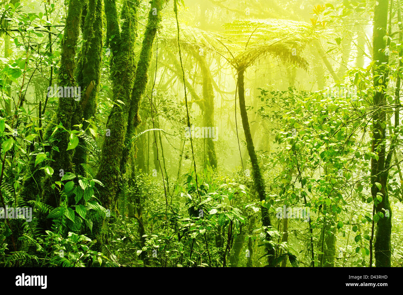 Grün bemoosten Regenwald mit Dunst und Nebel in den frühen Morgenstunden. Stockfoto