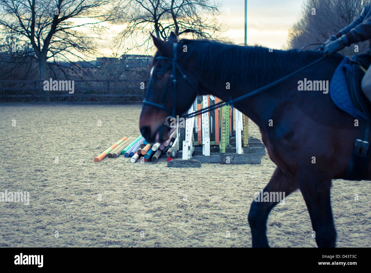 Seitenansicht des Pferdes, Lee Valley Reitzentrum, Leyton London Borough of Waltham Forest, London, England Stockfoto