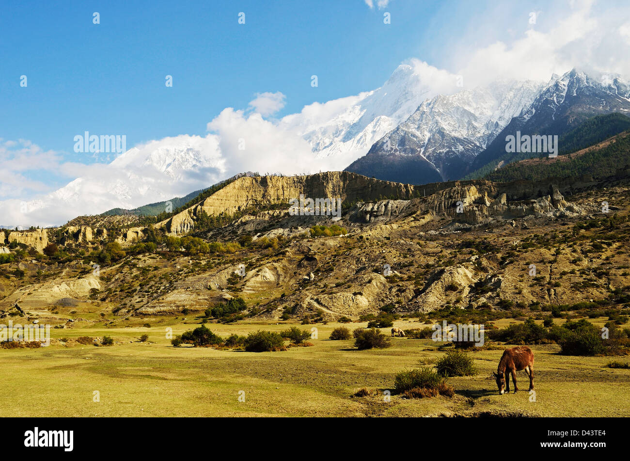 Nilgiri Himal Blick von Jomsom, Annapurna Conservation Area, Mustang District, Dhaulagiri, Pashchimanchal, Nepal Stockfoto