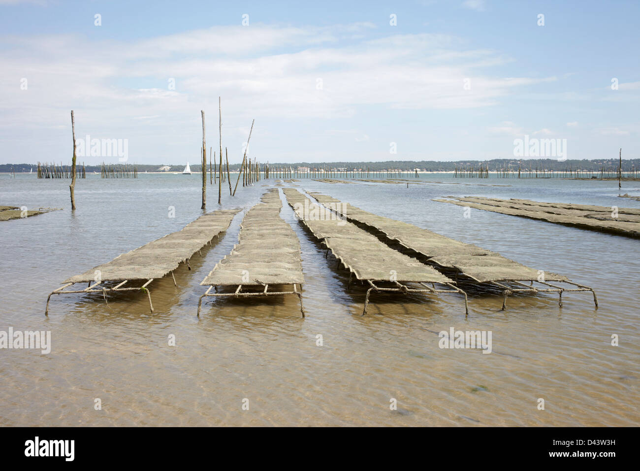 Austernbänke bei niedrigen gebunden, Cap Ferret, Gironde, Aquitanien, Frankreich Stockfoto