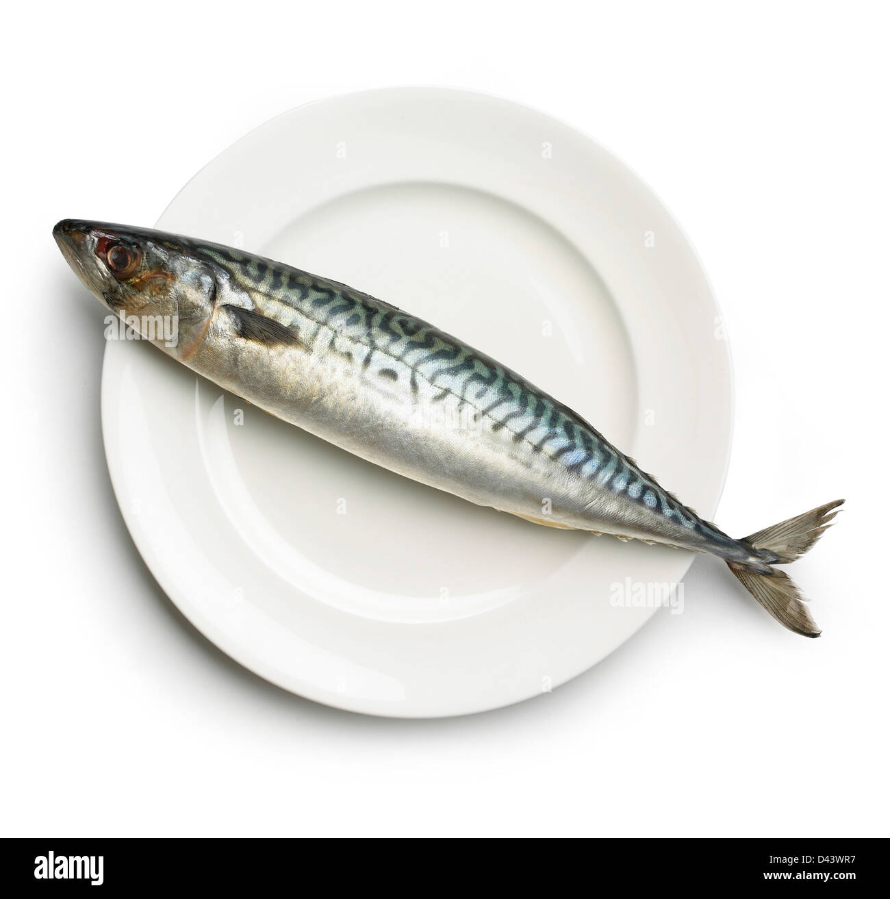 Roher Fisch auf einer Platte ausgeschnitten auf weißem Hintergrund Stockfoto