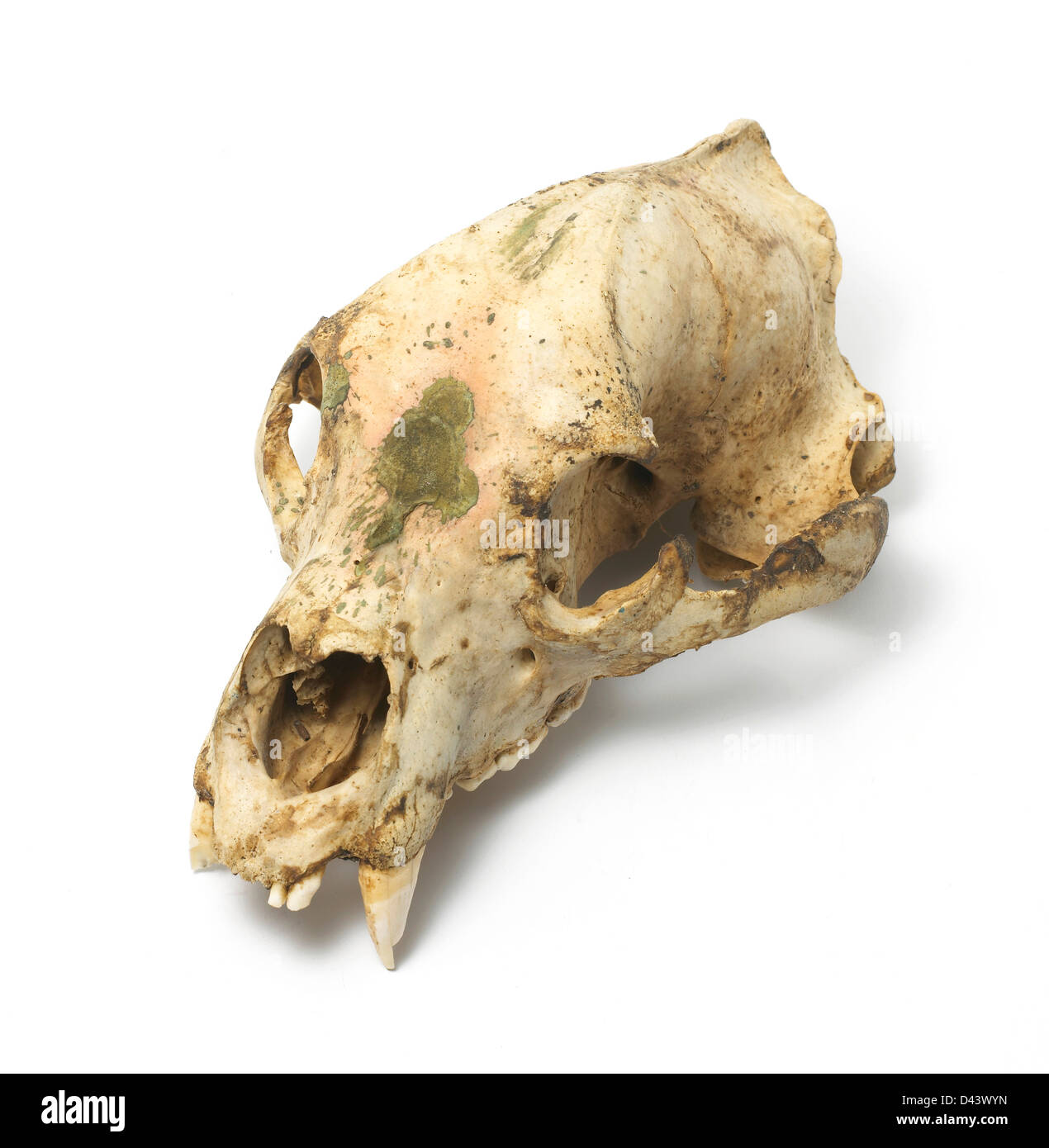 Einzeltiere Schädel weißen Hintergrund ausschneiden Stockfoto