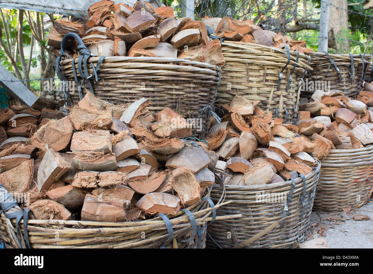 viele Kokos für Recycling, natürlicher Dünger Stockfoto