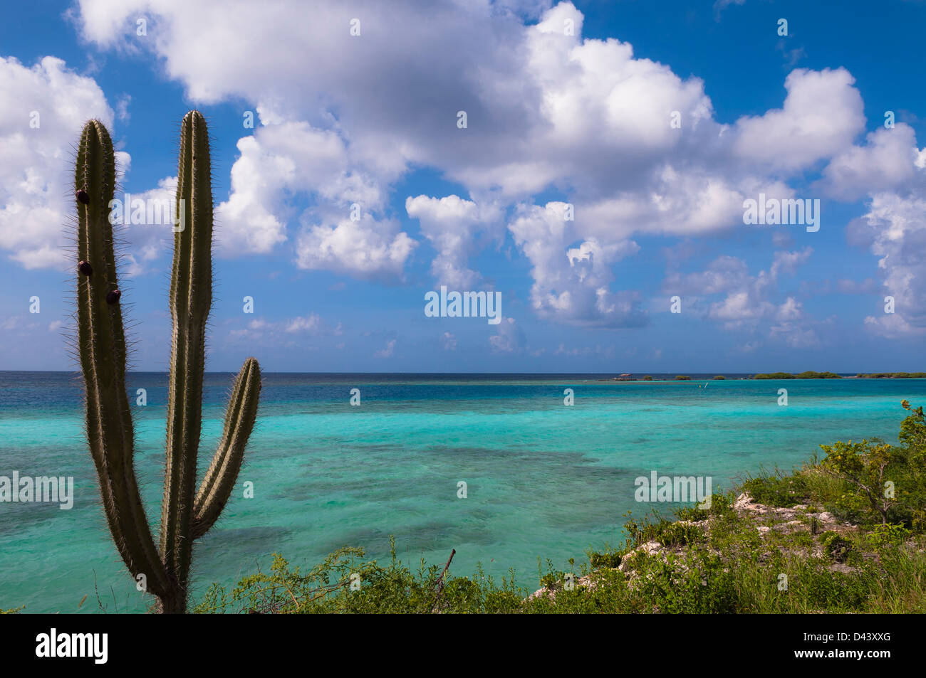 Malerisch mit Kaktus von Küste, Mangel Halto Beach, Aruba, kleine Antillen, Karibik Stockfoto