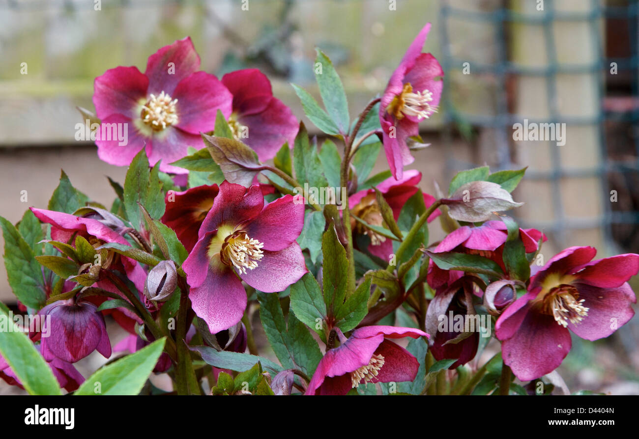 Fastenzeit Rose, Helleborus Orientalis Stockfoto