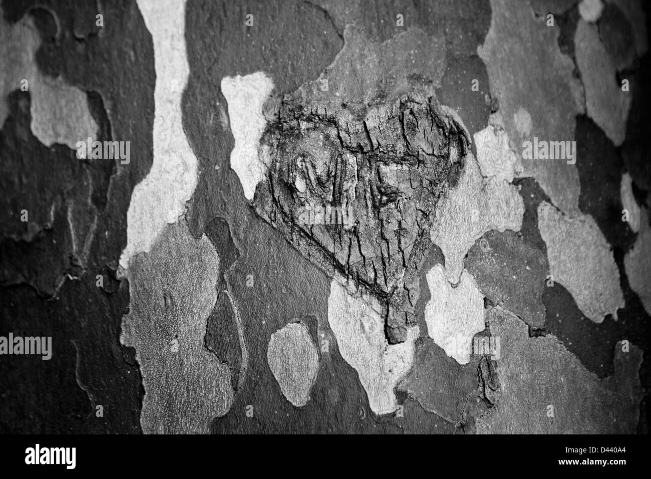 Herzförmige Liebe Zeichen eingraviert auf einem Baum in den Straßen von Rom, Italien. Stockfoto