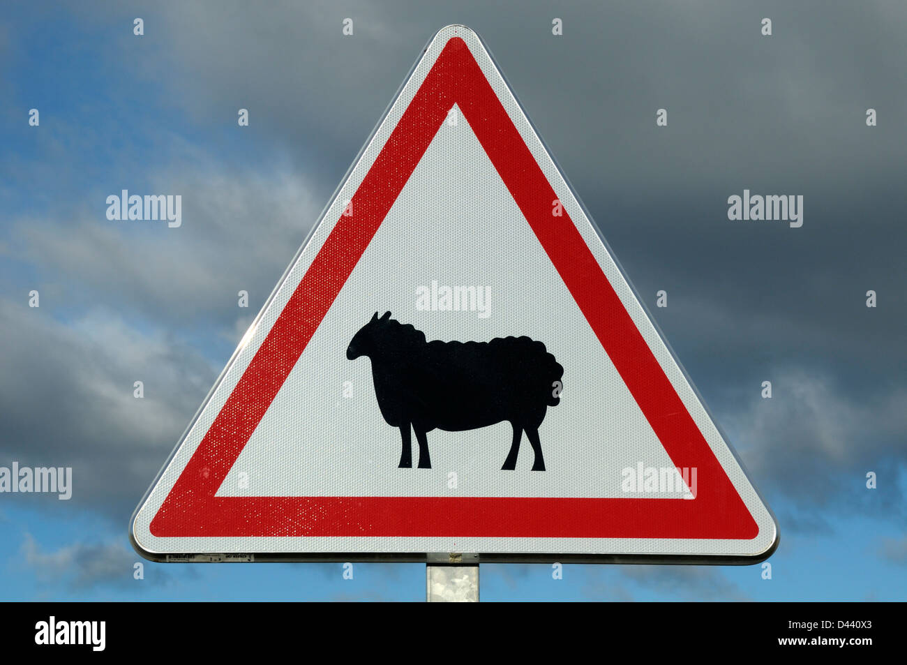 Schaf Kreuzung Zeichen, Montarnaud, Herault, Languedoc-Roussillon, Frankreich Stockfoto