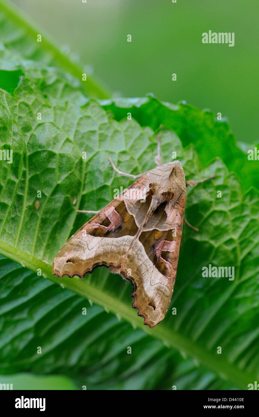 Winkel Schattierungen Moth (Phlogophora Meticulosa) neu entstanden Erwachsenen im Ruhezustand auf Blatt, Oxfordshire, England, Mai Stockfoto