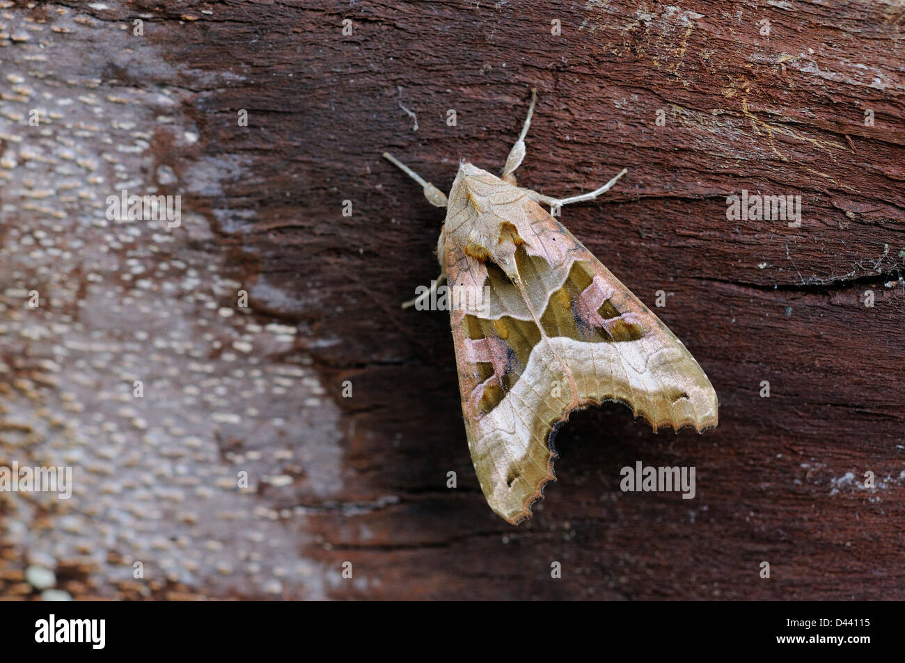 Winkel Schattierungen Moth (Phlogophora Meticulosa) neu entstanden Erwachsenen im Ruhezustand auf Rinde, Oxfordshire, England, Mai Stockfoto
