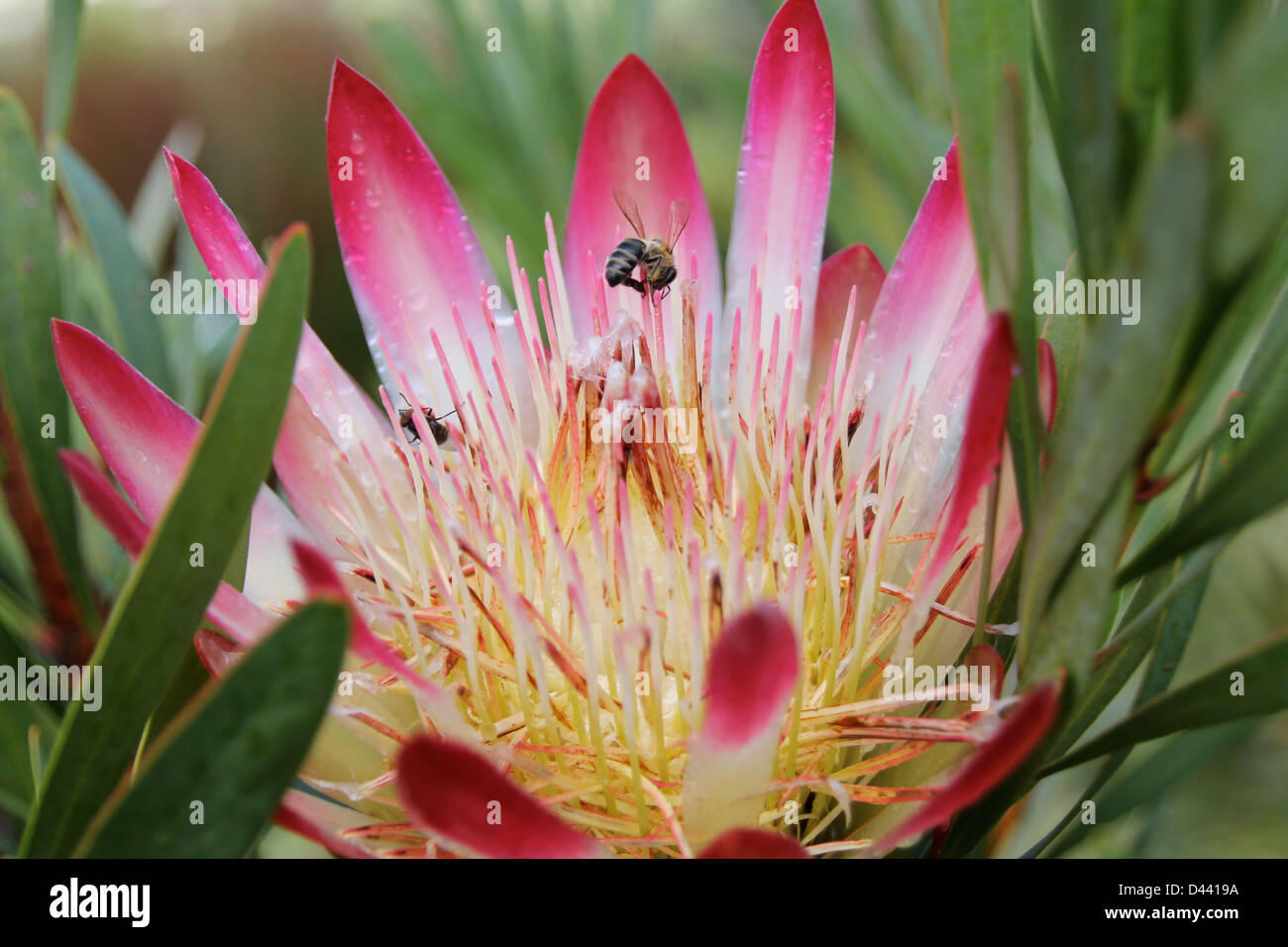 Busy Bee lieben eine Protea Stockfoto