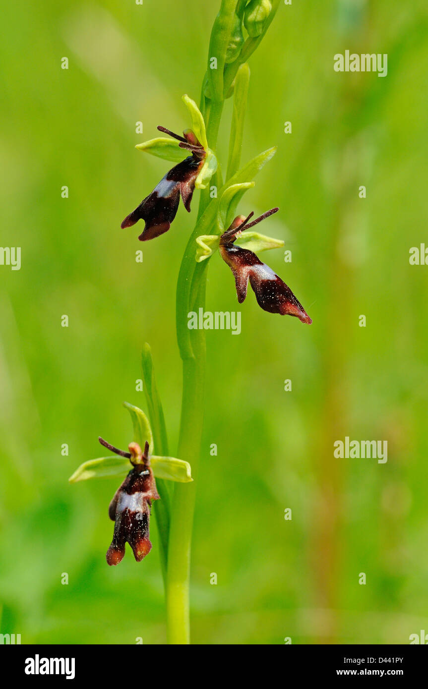 Fliegen Sie Orchidee (Ophrys Insectifera) Buckinghamshire, England, Mai Stockfoto