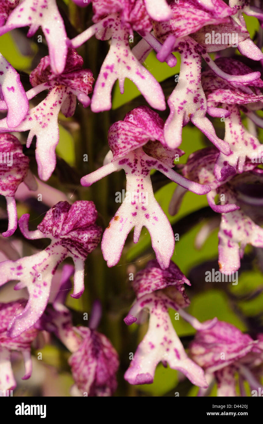 Lady/Monkey Orchidee Hybrid (Orchid Purpurea X simia) Hartslock, Oxfordshire, England, Mai Stockfoto