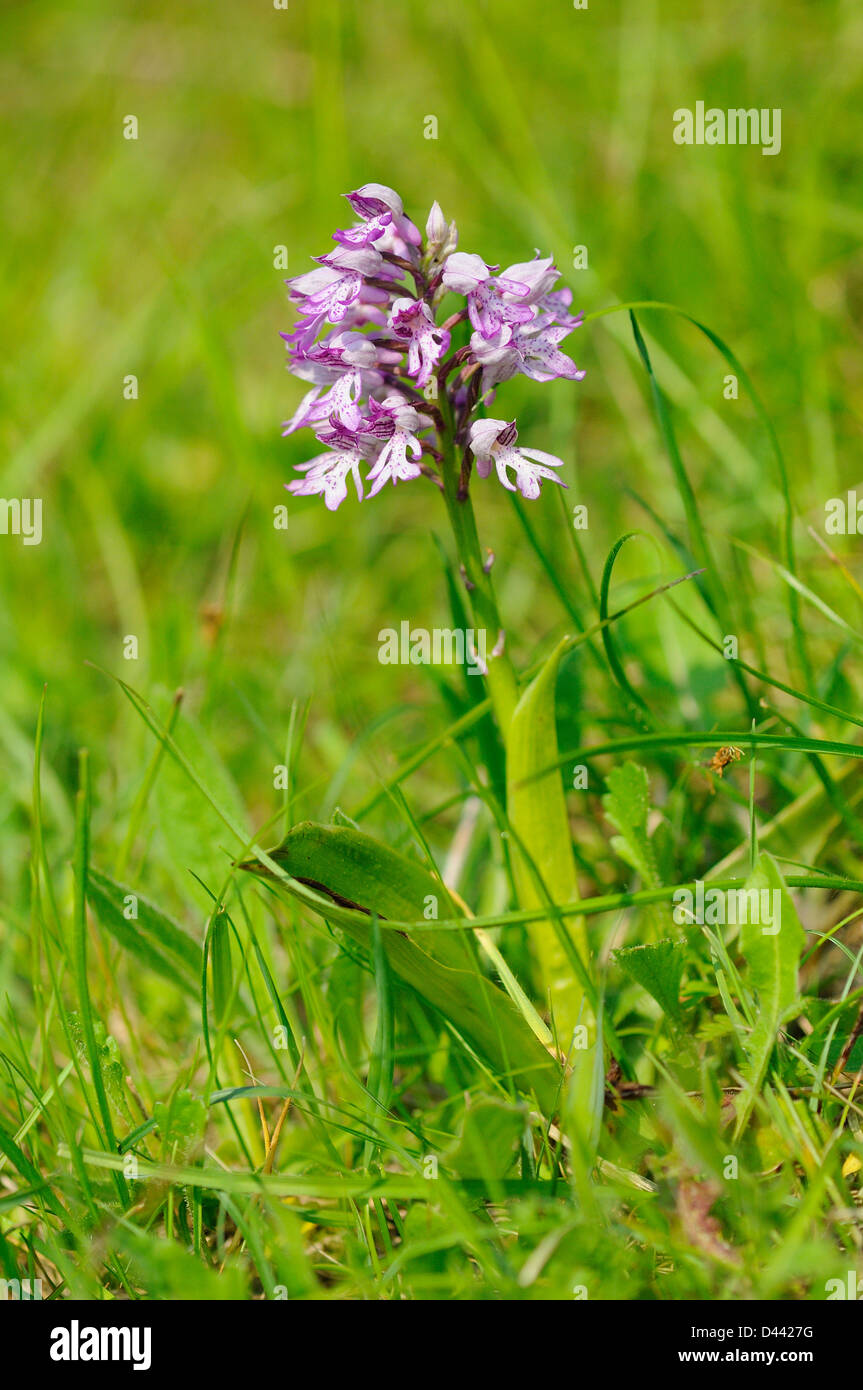 Militärische Orchidee (Orchis Militaris) Buckinghamshire, England, Mai Stockfoto