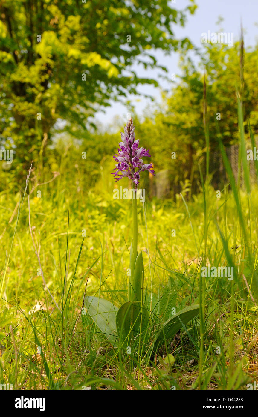 Militärische Orchidee (Orchis Militaris) Buckinghamshire, England, Mai Stockfoto