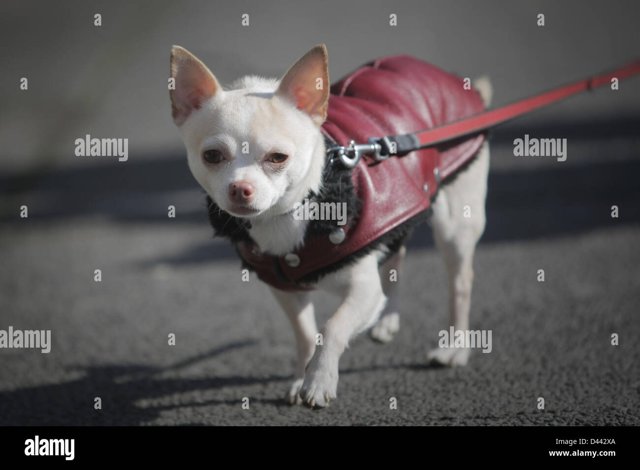 Kleinster Hund Stockfotos und -bilder Kaufen - Alamy