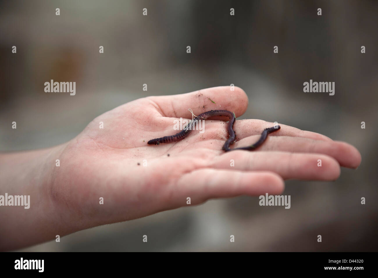 Lebendig Regenwurm (Lumbricus Terrestris) in der Hand des jungen Stockfoto