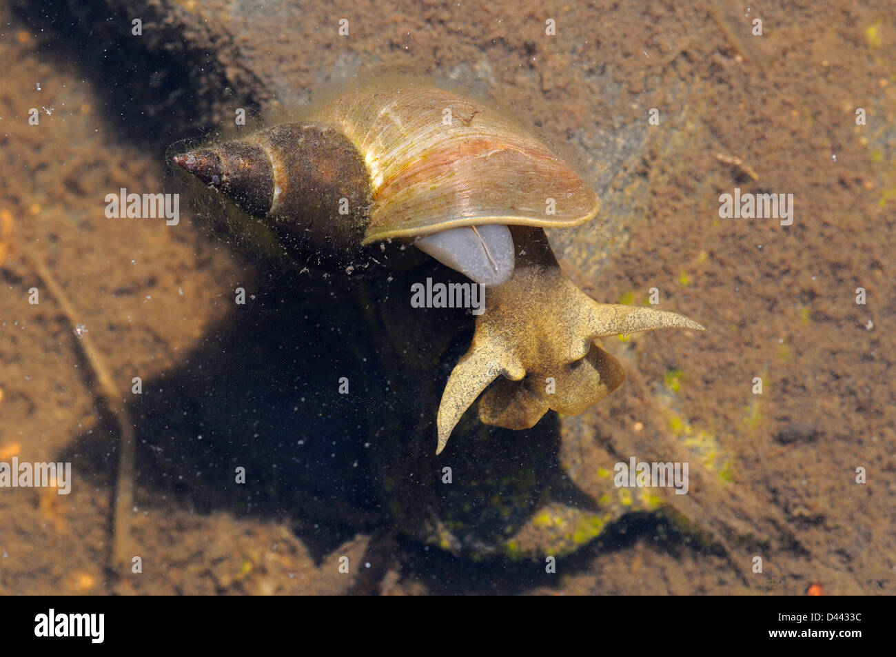 Großer Teich-Schnecke (Lymnaea Stagnalis) kann Oxfordshire, England, Stockfoto