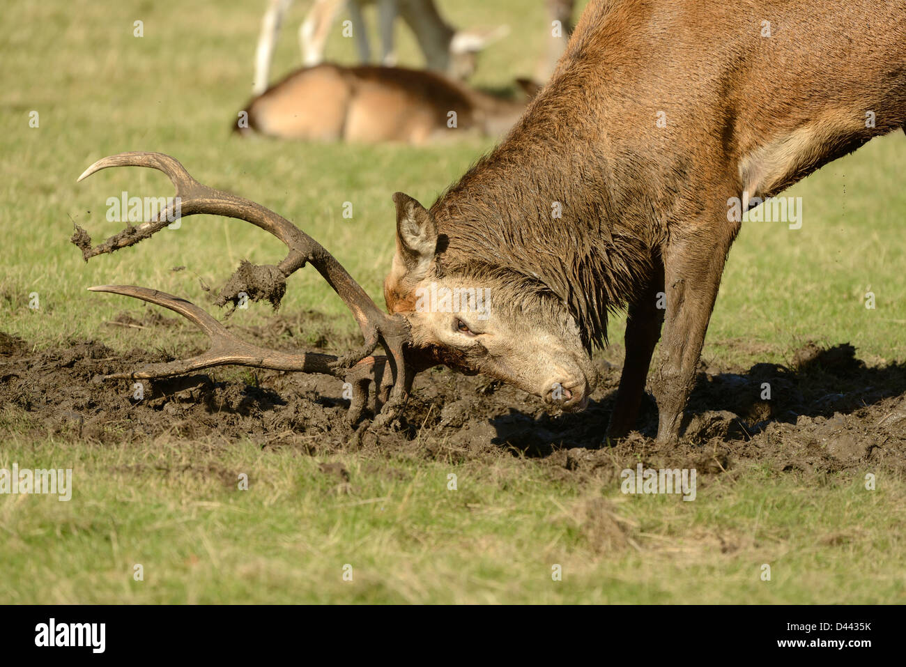 Rothirsch (Cervus Elaphus) Hirsch mit Geweih im Schlamm während der Brunft, Richmond Park, England, Oktober Stockfoto