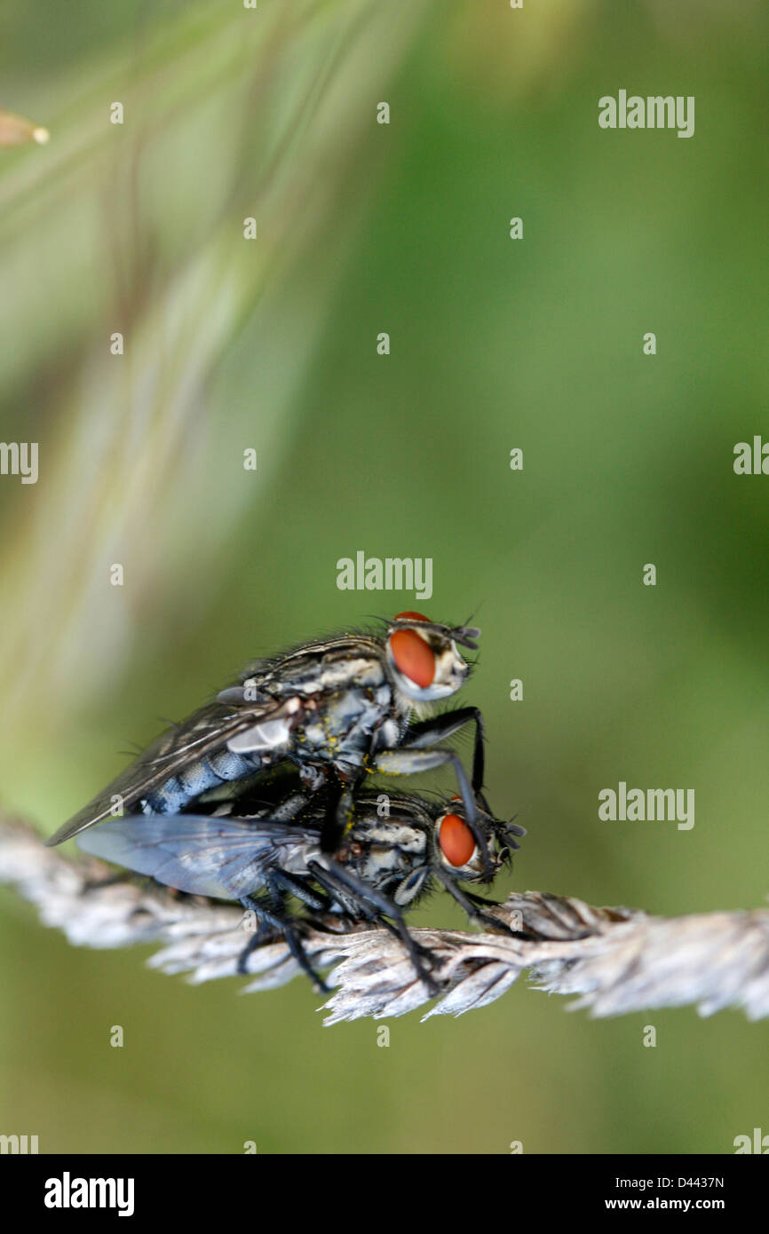 Nahaufnahme der Paarung fliegt im Frühling Stockfoto